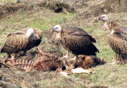 Vulture population declining despite conservation efforts