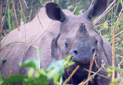 Teenager, guide injured by rhino’s gore at Chitwan National Park