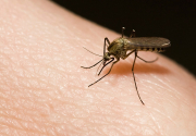 Three killed from dengue and scrub typhus