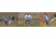Protecting the wetlands and Sarus Cranes of Lumbini