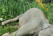 Human-elephant conflict takes toll on both sides in Jhapa and Morang