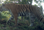 Tiger count commences at Shuklaphanta national park