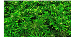 How will Nepal handle marijuana cultivation?