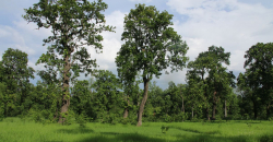 Nepal’s Community Forests:An Example to the World