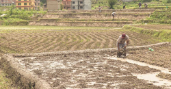 Nepal's cultivable land area shrinks by 300,000 hectares to 2.2 million hectares over the past decade