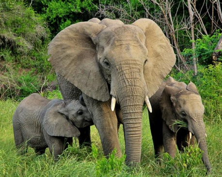 Woman dies in tusker attack