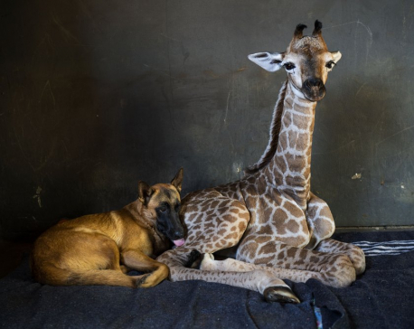 Dog befriends baby giraffe after abandoned in South Africa