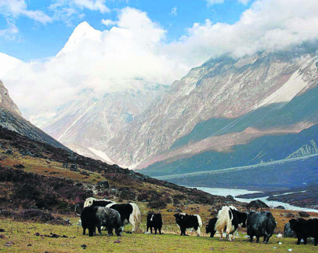 Sherpas spend nine months in Chaurikharka for managing livelihood expenses