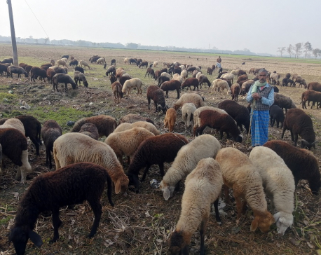 Last remaining shepherds of Nepal's eastern Terai plains struggling to retain their occupation