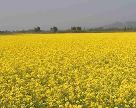 Technicians reach mustard fields to control insect infestation
