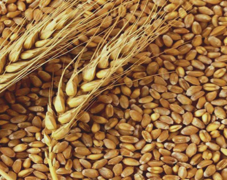 50,000 metric tons of wheat required to address shortage