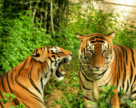 Number of tigers double in Shuklaphanta