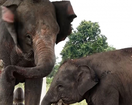 41 elephants born at breeding center since its establishment
