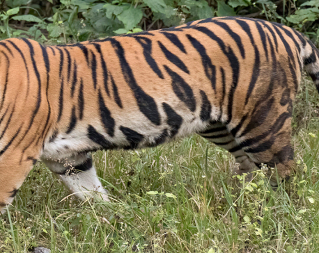 Tiger that entered human settlement held, released later into national park