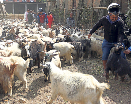 Traders reduce price of goats and mountain goats in Bhaktapur