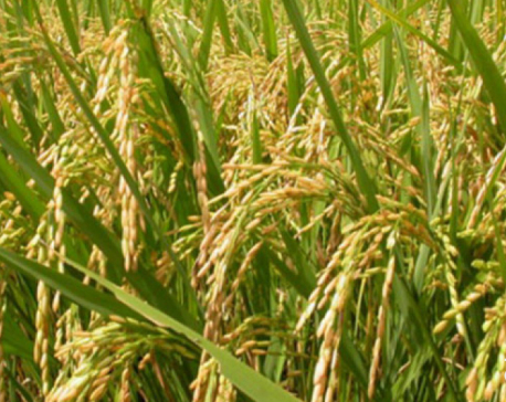 Paddy worth over Rs 12 billion imported