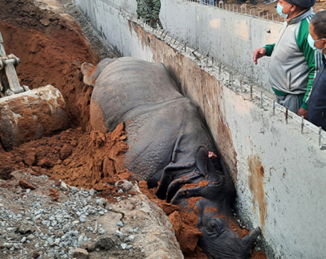 Arrest warrant issued against construction company owner over death of rhino