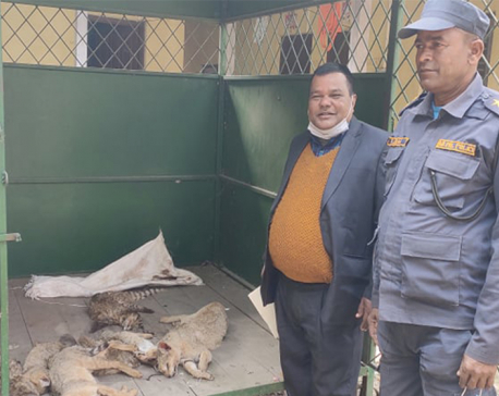 Five arrested for killing wild cats