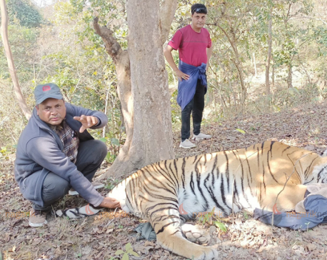 Man-eating tiger taken under control