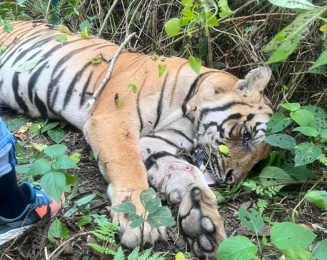 Tiger found dead in Bardghat Susta East