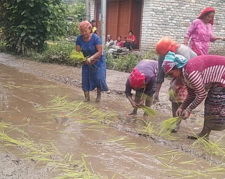 Locals plant rice on muddy road as a protest against govt apathy to maintain the road in Myagdi