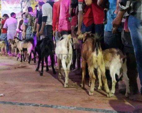 Nearly 15,000 goats sacrificed at Rajdevi temple in Janakpur