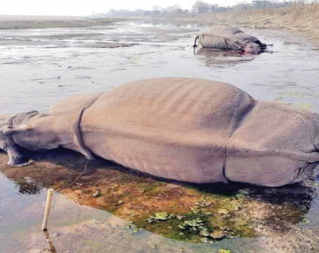 Smugglers kill two rhinos in CNP
