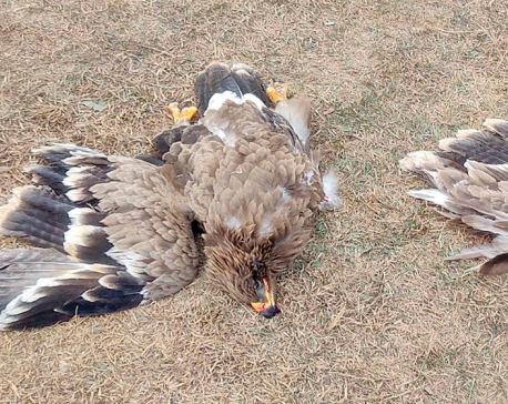 Birds pose a serious risk to flights in the skies of Pokhara
