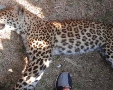 Two injured in leopard attack, leopard that attacked man found dead