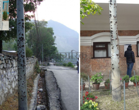 Bullet-riddled pole being brought to Beni after 17 years