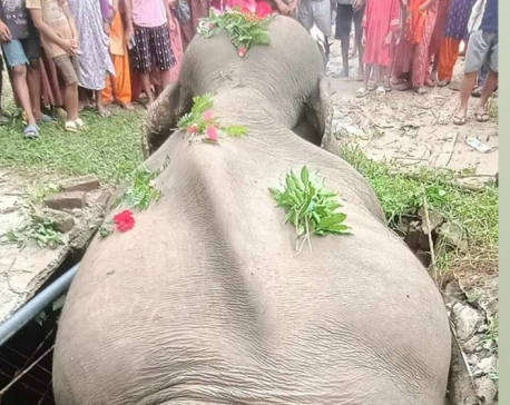 Elephant found dead in Kanchanpur
