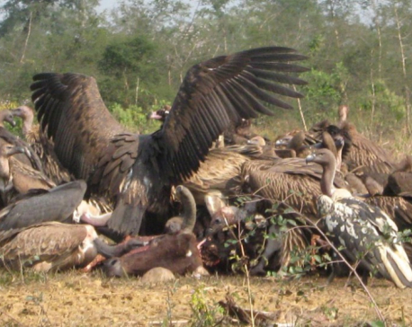 387 vultures found in Pokhara and surrounding areas