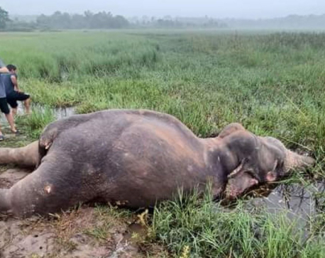 Adult elephant found dead in Kamaldham Wetland Area