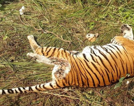 Tiger dies of prolonged starvation in Banke