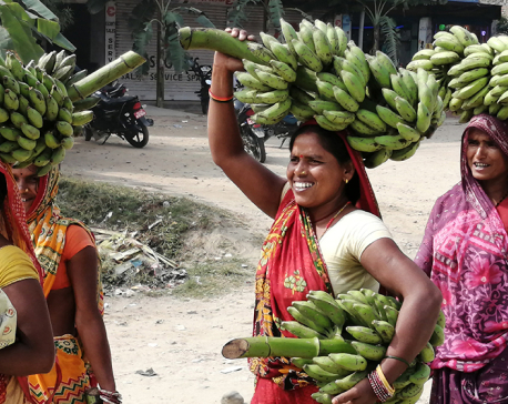Banana worth Rs 40 million imported for Chhath in Janakpurdham alone