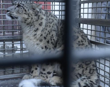 Snow leopard found in Morang shifted to central zoo (In Photos)