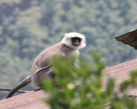 Farmers of Pokhara-19 fed up with monkey menace, mull migrating due to the never-ending trouble