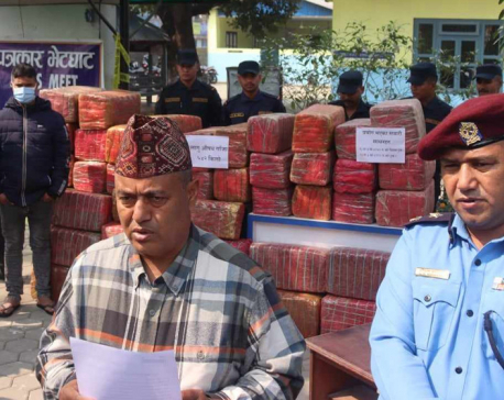 Two arrested with 542 kg of marijuana in Chitwan
