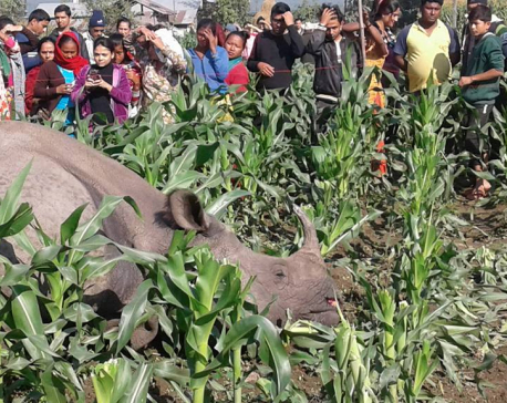 One-horned rhino found dead