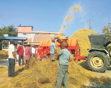 Farmers hit as authorities fail to fix prices for paddy
