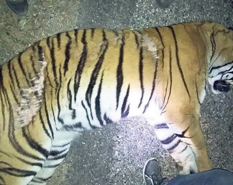 Road accidents threaten tiger conservation efforts