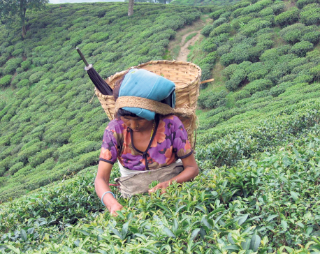 Report to address problem of tea sector gathers dust