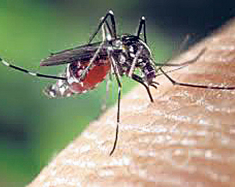 12 dengue cases found in Valley in last six days