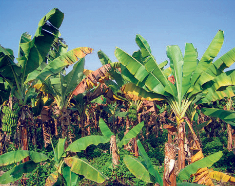 Kailali banana farmers lose out to cheaper imports