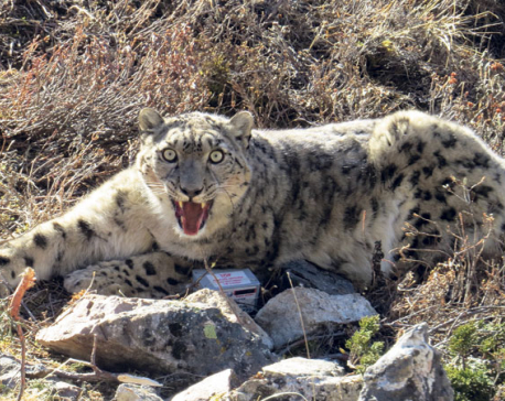 Poaching and retaliatory killings main threats to snow leopards in Nepal: Report
