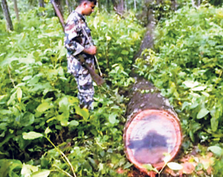 Rampant timber smuggling going unchecked
