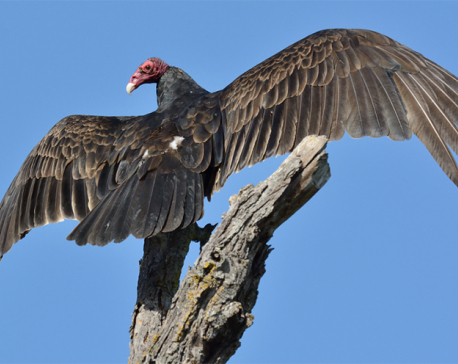 Shrinking habitation increases risk of vulture extinction in Nepal
