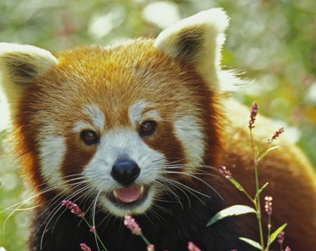 Poaching of Red Pandas sans reason