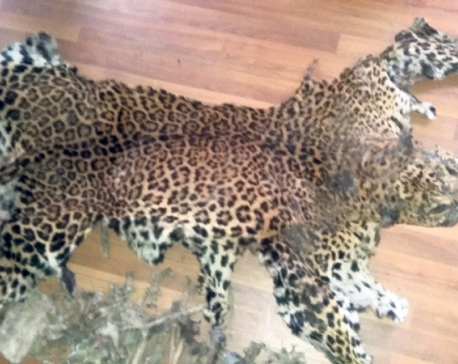 Two held with leopard skin