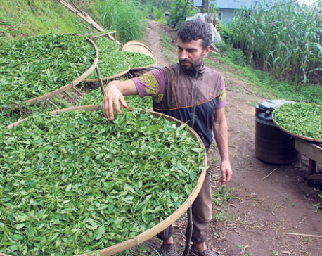 Demand for Nepali tea improves in foreign markets